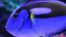 Paracanthurus hepatus