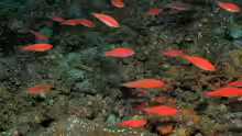 Paracheilinus filamentosus