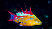 Paracheilinus paineorum