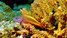 Paracirrhites forsteri