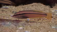 Parajulis poecilepterus