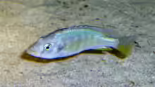 Paralabidochromis chilotes