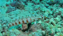 Parapercis clathrata