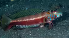 Parapercis pulchella