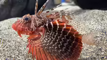 Parapterois heterura