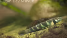 Parasicydium bandama