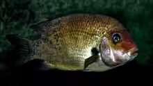 Paretroplus damii