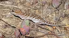 Paroedura picta
