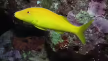 Parupeneus cyclostomus