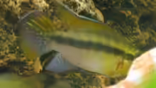 Pelvicachromis humilis
