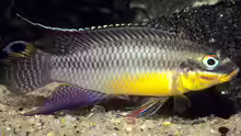 Pelvicachromis kribensis