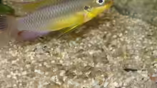 Pelvicachromis taeniatus