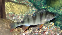 Perca fluviatilis