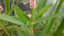 Persicaria amphibia