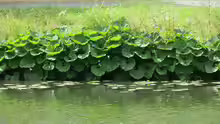 Petasites hybridus