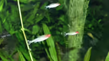 Petitella georgiae