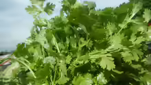 Petroselinum crispum