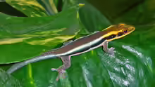Phelsuma klemmeri