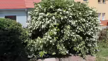 Philadelphus coronarius