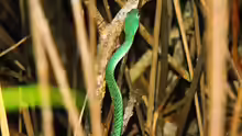 Philothamnus punctatus