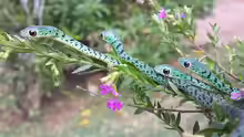 Philothamnus semivariegatus