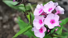 Phlox floridana