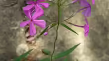Phlox glaberrima