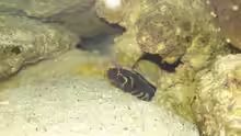 Pholidichthys leucotaenia