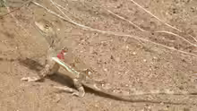 Phrynocephalus versicolor