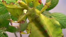 Phyllium bioculatum