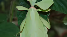 Phyllium westwoodii