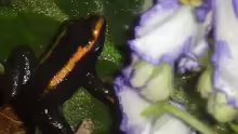 Phyllobates aurotaenia