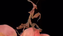 Phyllocrania paradoxa