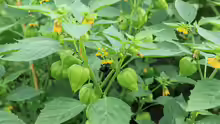 Physalis philadelphica