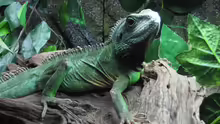 Physignathus cocincinus
