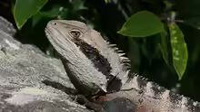 Physignathus lesueurii