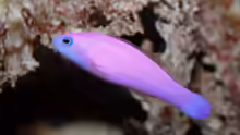 Pictichromis porphyrea