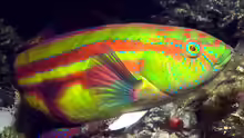 Pictilabrus laticlavius