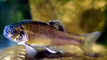 Pimephales promelas