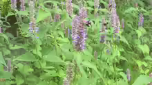 Pimpinella anisum