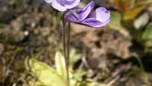 Pinguicula vulgaris