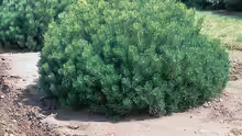 Pinus mugo