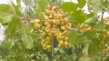 Pistacia vera
