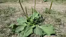 Plantago major