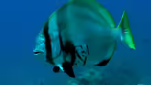 Platax pinnatus