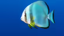 Platax teira
