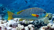 Plectorhinchus lineatus
