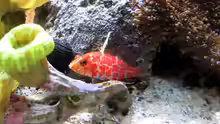 Plectranthias inermis