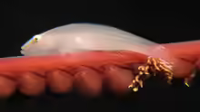 Pleurosicya boldinghi