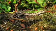 Podarcis siculus